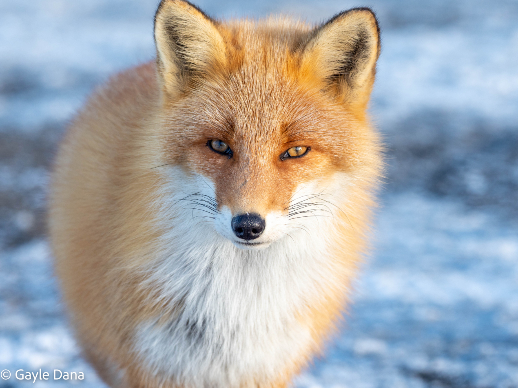 Fox head and body 2